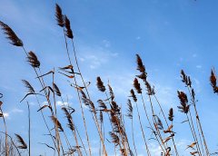 净水器农村市场一片空白 抢占先机需先行
